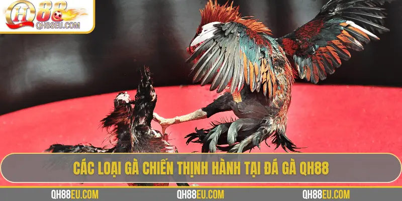 Đá Gà QH88 – Trải Nghiệm Cá Cược Sôi Động Cho Người Chơi Đam Mê - qovix