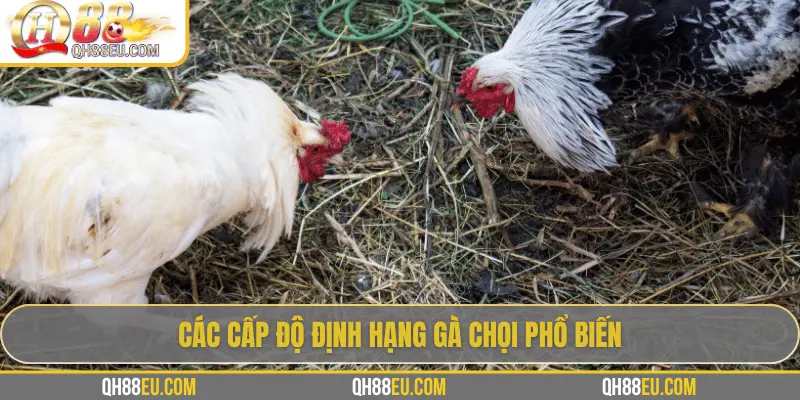 Định Hạng Gà Chọi – Bí Quyết Nhận Biết Đẳng Cấp Chiến Kê Cùng QH88 - qovix