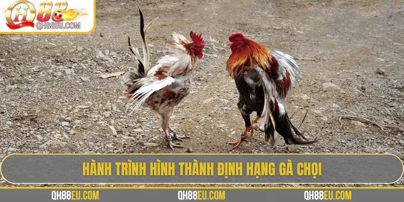 Định Hạng Gà Chọi – Bí Quyết Nhận Biết Đẳng Cấp Chiến Kê Cùng QH88 - qovix