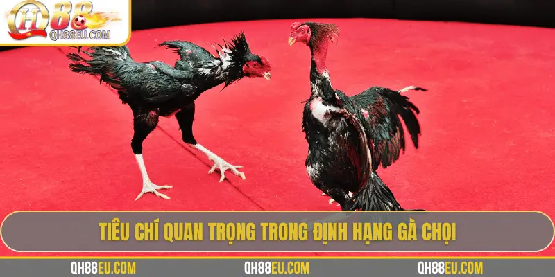 Định Hạng Gà Chọi – Bí Quyết Nhận Biết Đẳng Cấp Chiến Kê Cùng QH88 - qovix