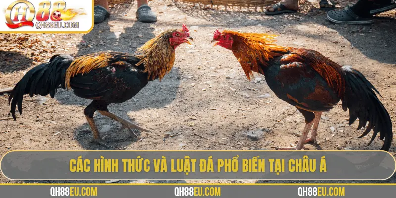 QH88 Chia Sẻ Luật Đá Gà Chuẩn Nhất Cho Người Chơi - qovix