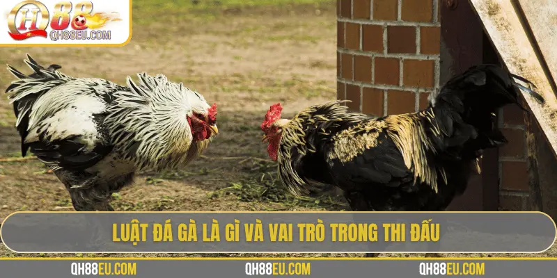 QH88 Chia Sẻ Luật Đá Gà Chuẩn Nhất Cho Người Chơi - qovix
