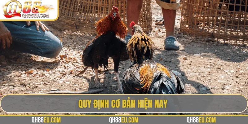 QH88 Chia Sẻ Luật Đá Gà Chuẩn Nhất Cho Người Chơi - qovix