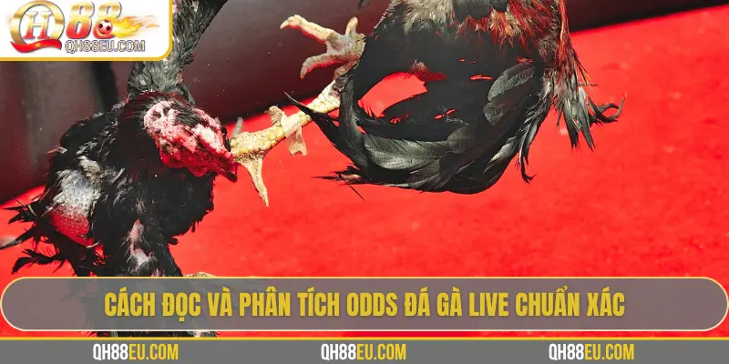 Odds Đá Gà Live – Cập Nhật Tỷ Lệ Chuẩn Xác Siêu Lợi Nhuận Tại QH88 - qovix