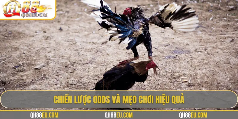 Odds Đá Gà Live – Cập Nhật Tỷ Lệ Chuẩn Xác Siêu Lợi Nhuận Tại QH88 - qovix