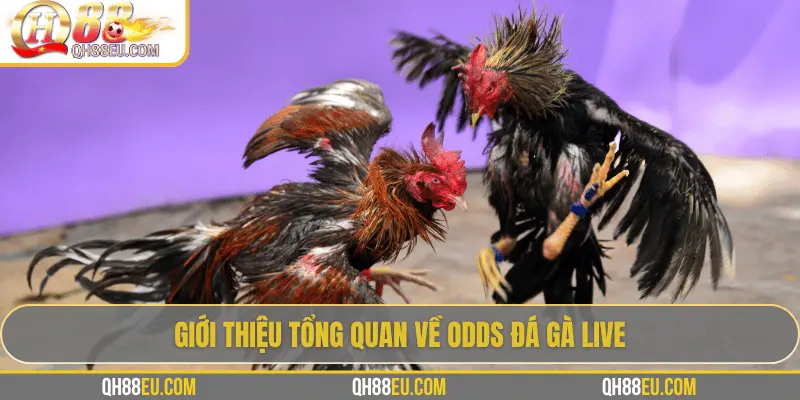 Odds Đá Gà Live – Cập Nhật Tỷ Lệ Chuẩn Xác Siêu Lợi Nhuận Tại QH88 - qovix