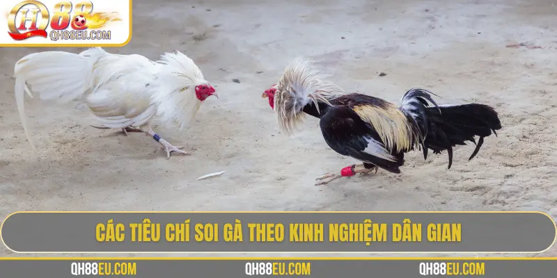 Hướng Dẫn Soi Gà Chọi – Nghệ Thuật Chọn Chiến Kê Giúp Thắng Lớn Tại QH88 - qovix