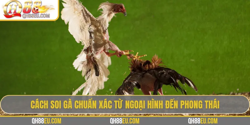 Hướng Dẫn Soi Gà Chọi – Nghệ Thuật Chọn Chiến Kê Giúp Thắng Lớn Tại QH88 - qovix