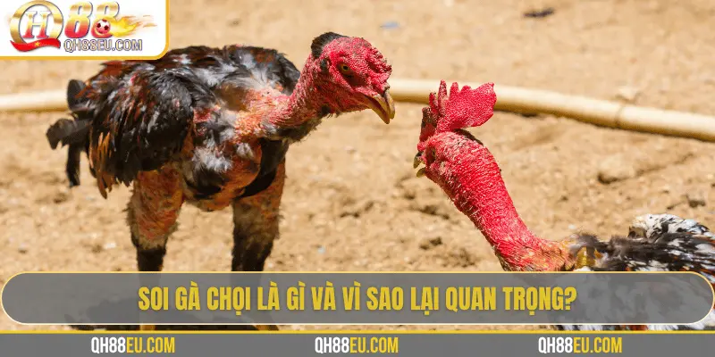 Hướng Dẫn Soi Gà Chọi – Nghệ Thuật Chọn Chiến Kê Giúp Thắng Lớn Tại QH88 - qovix