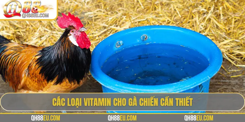 QH88 EU Chia Sẻ Bí Quyết Bổ Sung Vitamin Cho Gà Giúp Chiến Kê Sung Mãn - qovix