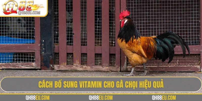 QH88 EU Chia Sẻ Bí Quyết Bổ Sung Vitamin Cho Gà Giúp Chiến Kê Sung Mãn - qovix