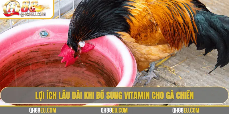 QH88 EU Chia Sẻ Bí Quyết Bổ Sung Vitamin Cho Gà Giúp Chiến Kê Sung Mãn - qovix