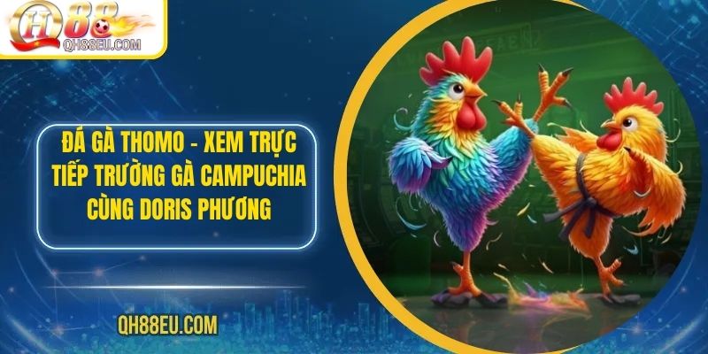 Đá Gà Thomo – Xem Trực Tiếp Trường Gà Campuchia Cùng Doris Phương - qovix