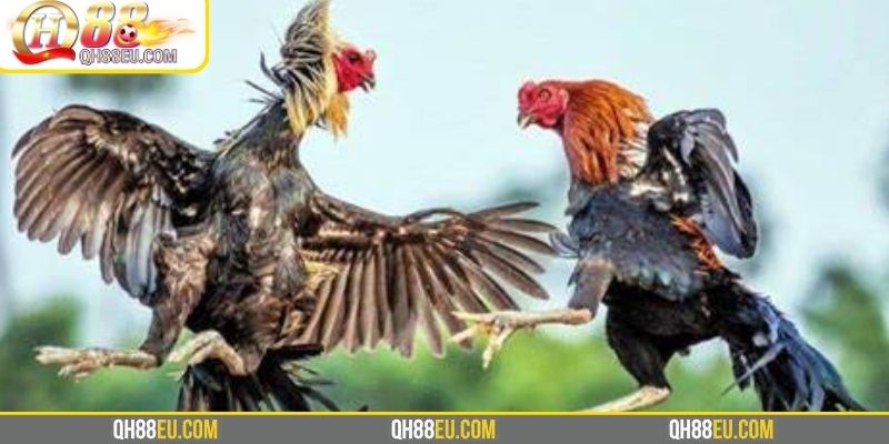 SV388 – Nền Tảng Đá Gà Uy Tín Số 1 Tại QH88 - qovix