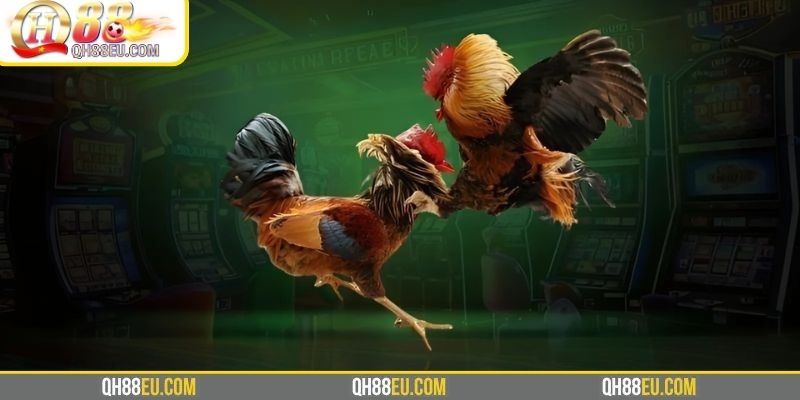 Đá Gà Thomo – Xem Trực Tiếp Trường Gà Campuchia Cùng Doris Phương - qovix