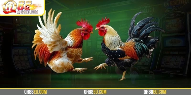 Đá Gà Thomo – Xem Trực Tiếp Trường Gà Campuchia Cùng Doris Phương - qovix