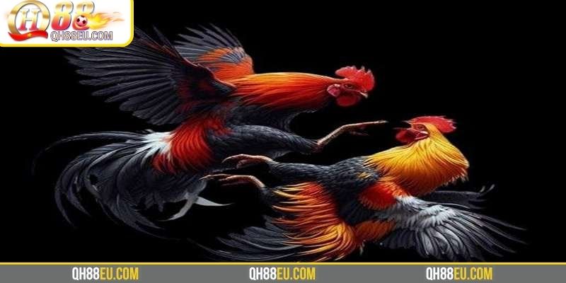 ODIN QH88 – Trải Nghiệm Đá Gà Chuẩn Châu Âu Đỉnh Cao - qovix