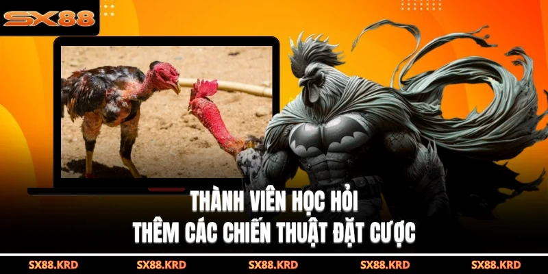 Đá Gà Campuchia Hấp Dẫn Với Nhiều Hình Thức Khác Nhau - qovix