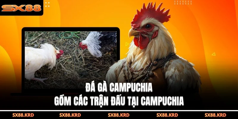 Đá Gà Campuchia Hấp Dẫn Với Nhiều Hình Thức Khác Nhau - qovix