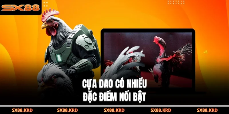 Đá Gà Cựa Dao - Mãn Nhãn Với Các Trận Đấu Kịch Tính Nhất - qovix