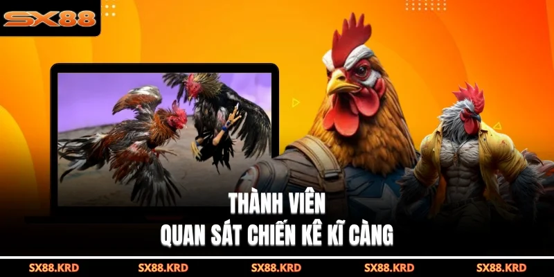 Đá Gà Cựa Dao - Mãn Nhãn Với Các Trận Đấu Kịch Tính Nhất - qovix
