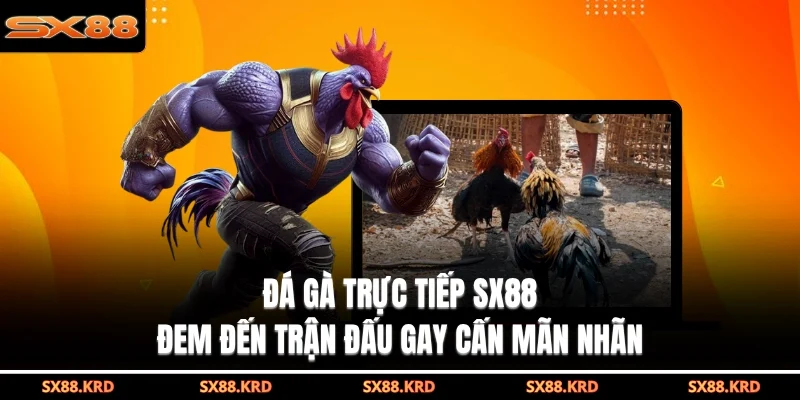Đá Gà SX88 - Sảnh Cược Trực Tuyến Uy Tín Và Hấp Dẫn - qovix